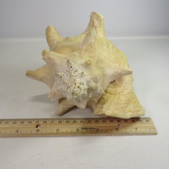 Large Real Conch Sea Shell 8x7" 5.5" tall has some chips Light Tan - Picture 6 of 10